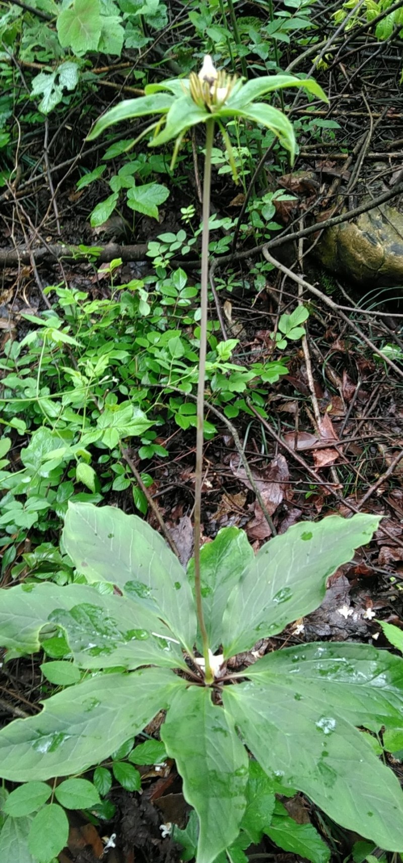 七叶一枝花，野生重楼，大量野生重楼种子出售