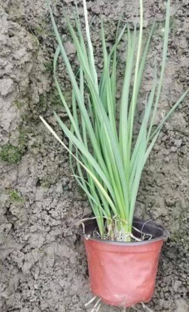 紫娇花盆栽花叶紫娇庭院多年生根球花卉耐热耐寒花镜