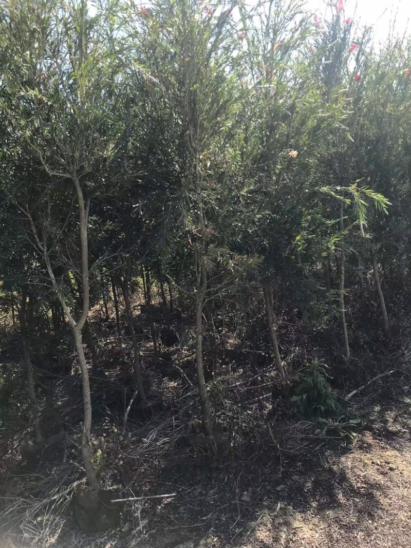 大量红千层（串钱柳）原生苗2、3公分出售