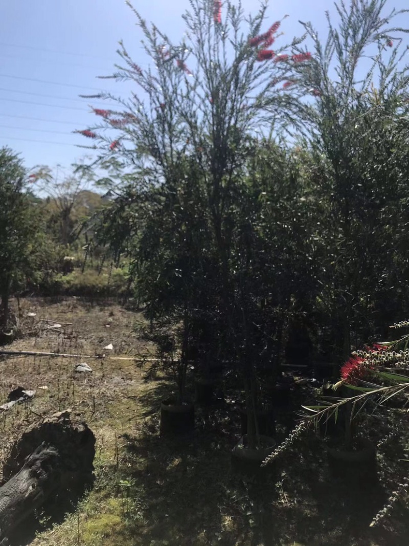 大量红千层（串钱柳）原生苗2、3公分出售
