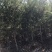 大量红千层（串钱柳）原生苗2、3公分出售