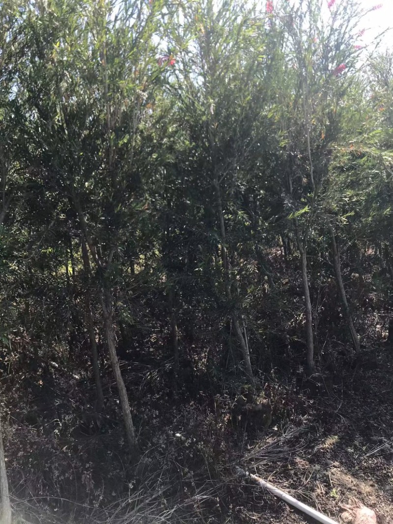 大量红千层（串钱柳）原生苗2、3公分出售