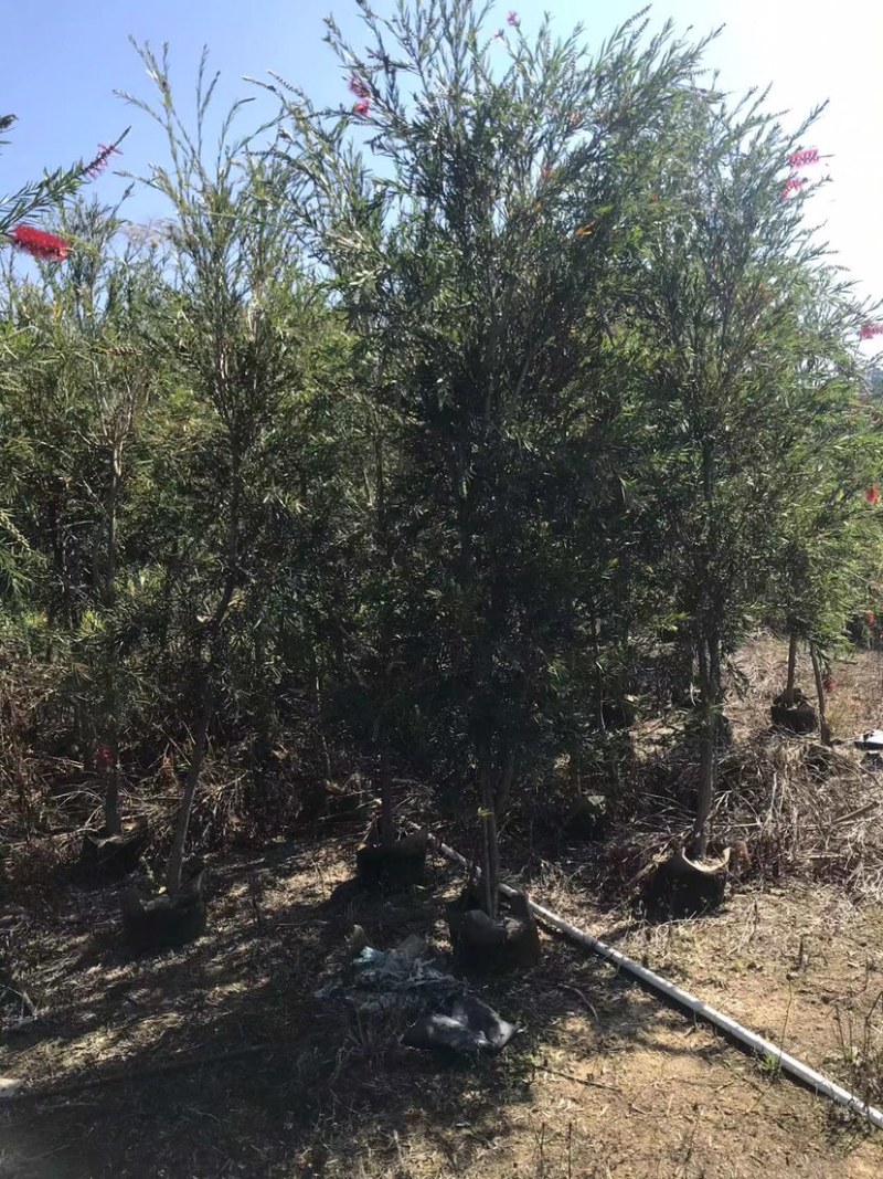 大量红千层（串钱柳）原生苗2、3公分出售