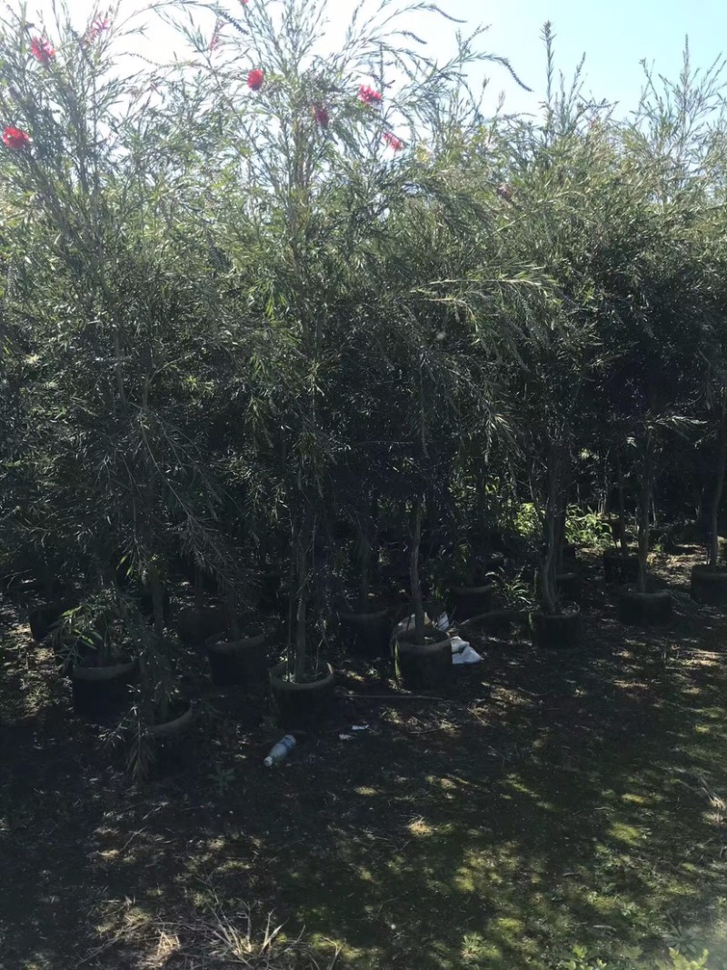 大量红千层（串钱柳）原生苗2、3公分出售