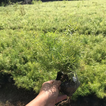 大量七斤袋天门冬出售