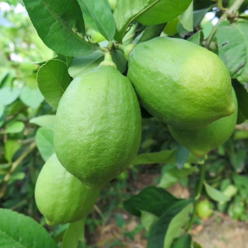 台湾四季广东无籽香水柠檬树苗果苗地栽核南方种植青柠檬树苗