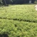 大量七斤袋天门冬出售