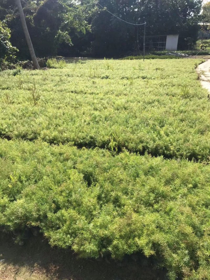 大量七斤袋天门冬出售