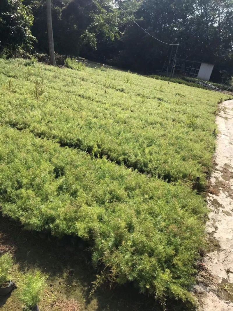 大量七斤袋天门冬出售