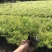 大量七斤袋天门冬出售