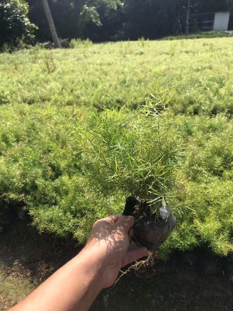 大量七斤袋天门冬出售
