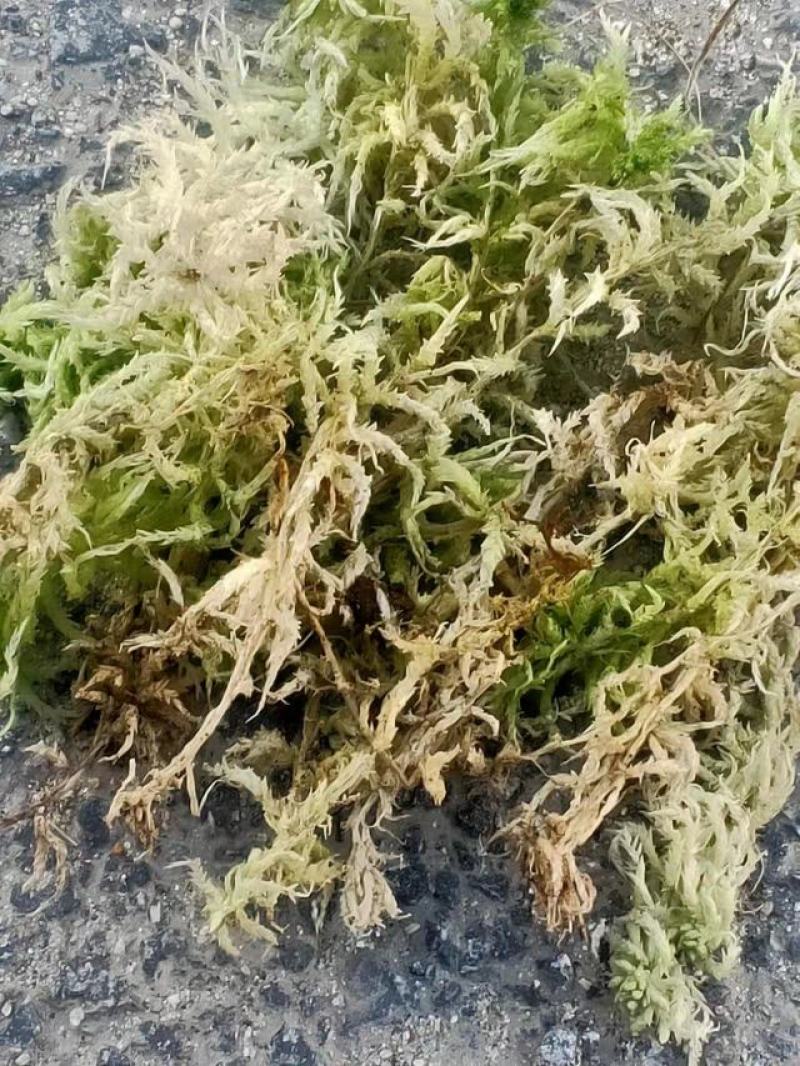 水苔