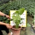 【龟背竹蓬莱蕉铁丝兰】各种规格欢迎合作详谈