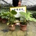 【龟背竹蓬莱蕉铁丝兰】各种规格欢迎合作详谈