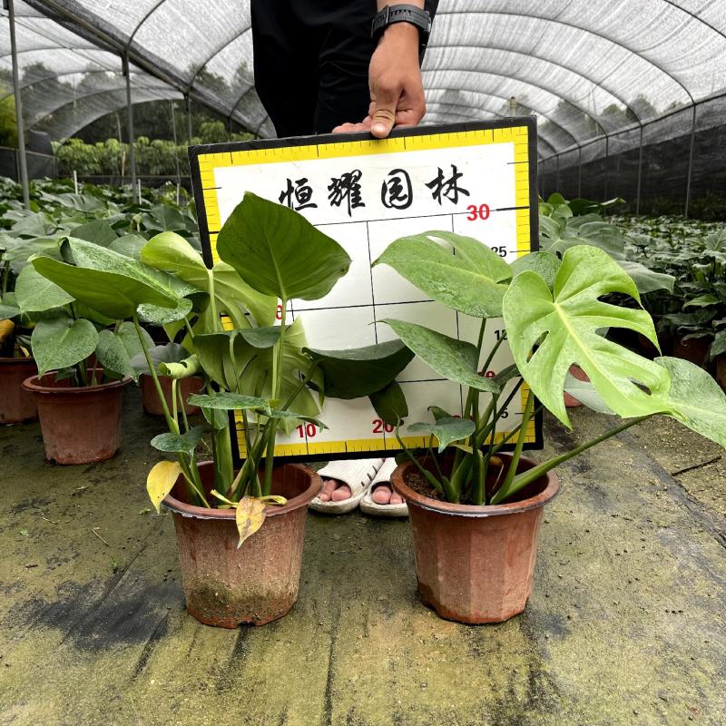 【龟背竹蓬莱蕉铁丝兰】各种规格欢迎合作详谈
