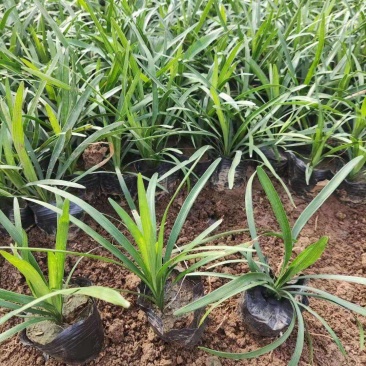 花镜植物兰花三七苗盆栽大苗庭院阳台多年生净化空气地被植物