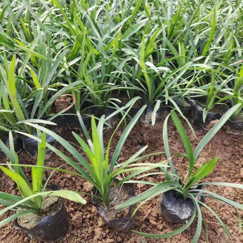 花镜植物兰花三七苗盆栽大苗庭院阳台多年生净化空气地被植物