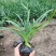 花镜植物兰花三七苗盆栽大苗庭院阳台多年生净化空气地被植物