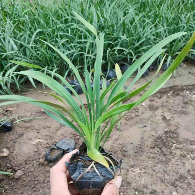 花镜植物兰花三七苗盆栽大苗庭院阳台多年生净化空气地被植物