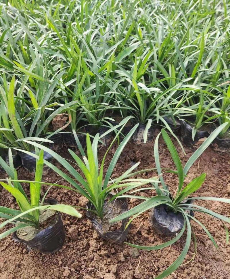 花镜植物兰花三七苗盆栽大苗庭院阳台多年生净化空气地被植物