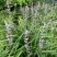 花镜植物兰花三七苗盆栽大苗庭院阳台多年生净化空气地被植物