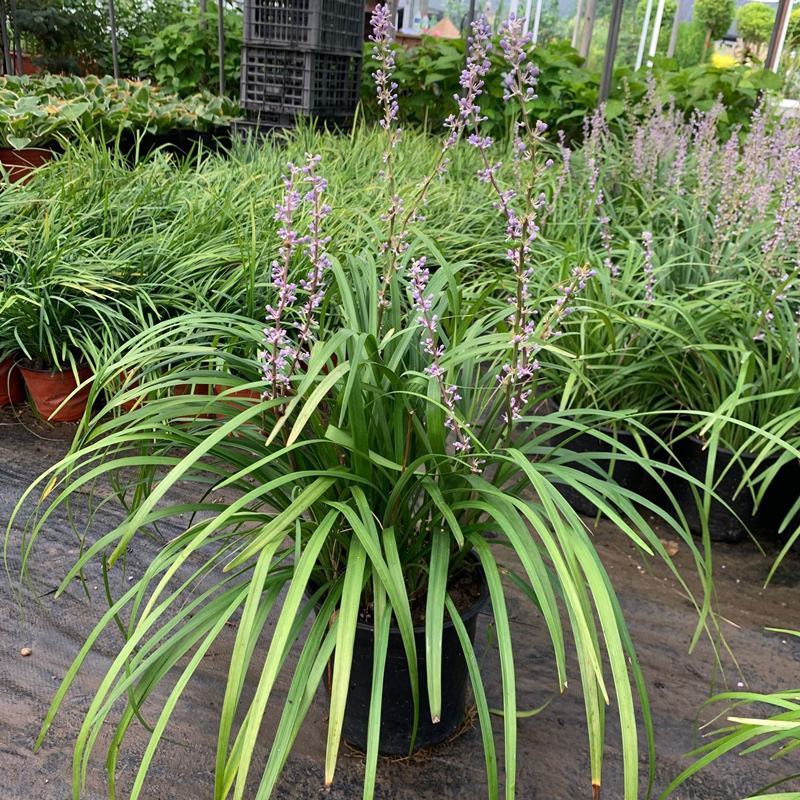 花镜植物兰花三七苗盆栽大苗庭院阳台多年生净化空气地被植物