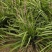 花镜植物兰花三七苗盆栽大苗庭院阳台多年生净化空气地被植物