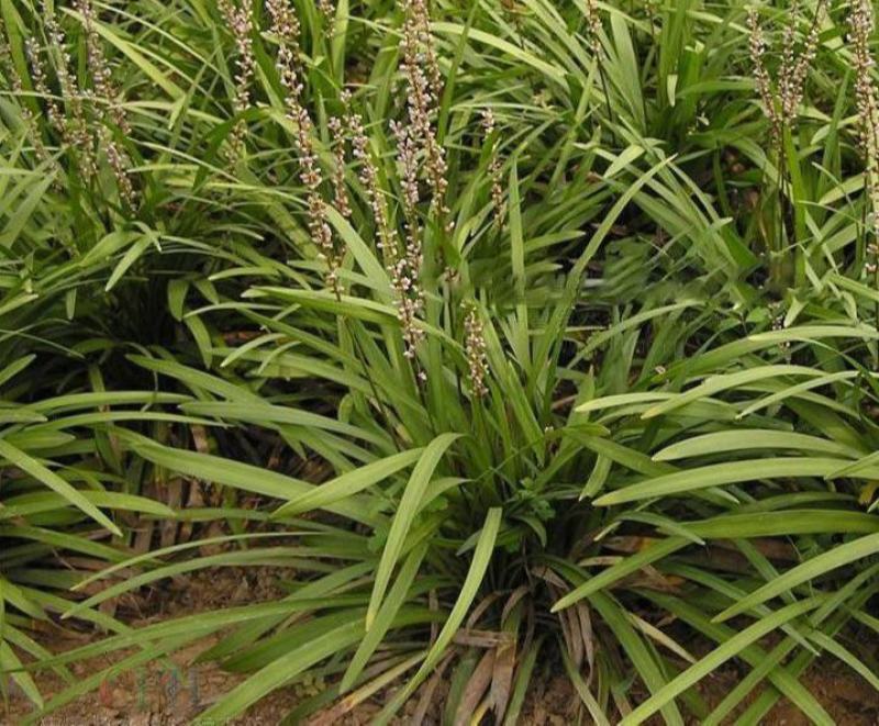 花镜植物兰花三七苗盆栽大苗庭院阳台多年生净化空气地被植物