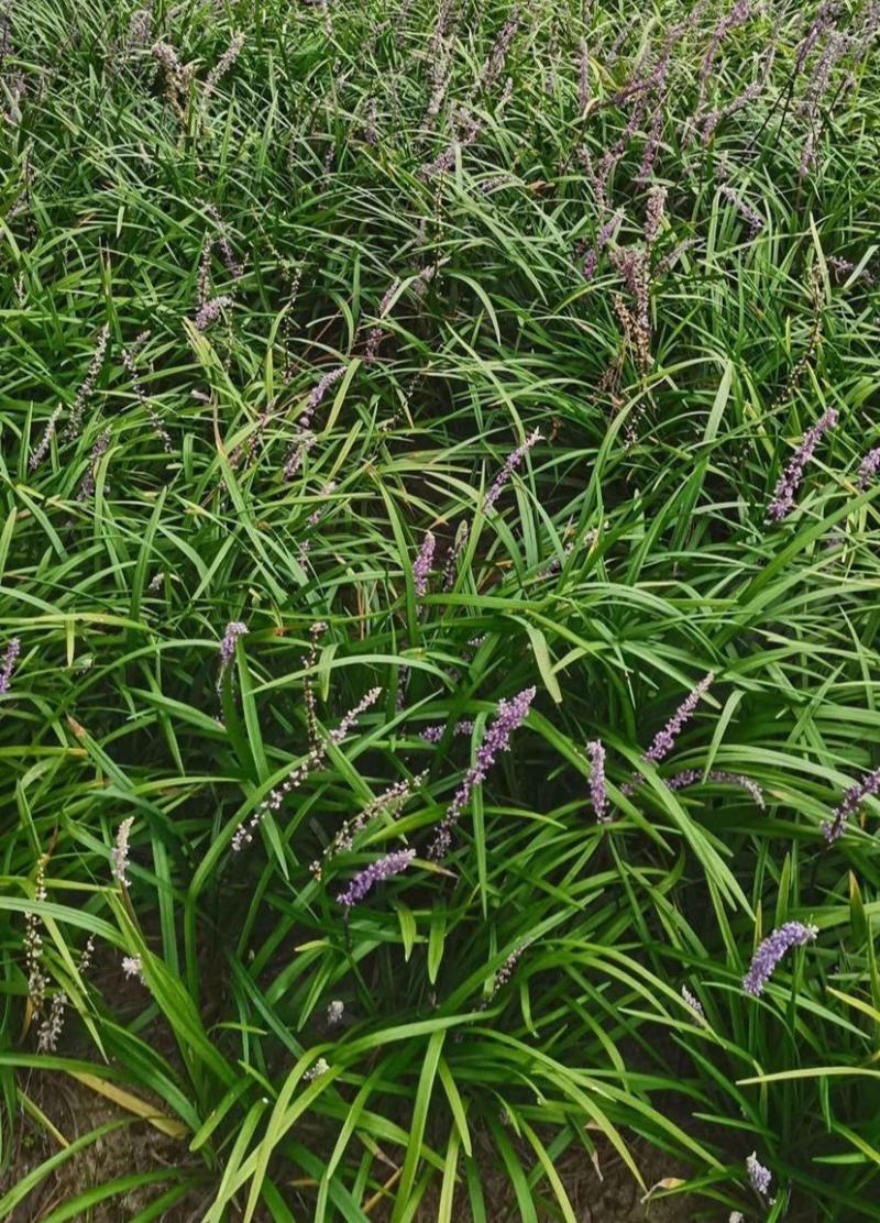 花镜植物兰花三七苗盆栽大苗庭院阳台多年生净化空气地被植物