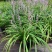 花镜植物兰花三七苗盆栽大苗庭院阳台多年生净化空气地被植物