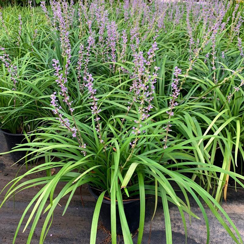 花镜植物兰花三七苗盆栽大苗庭院阳台多年生净化空气地被植物