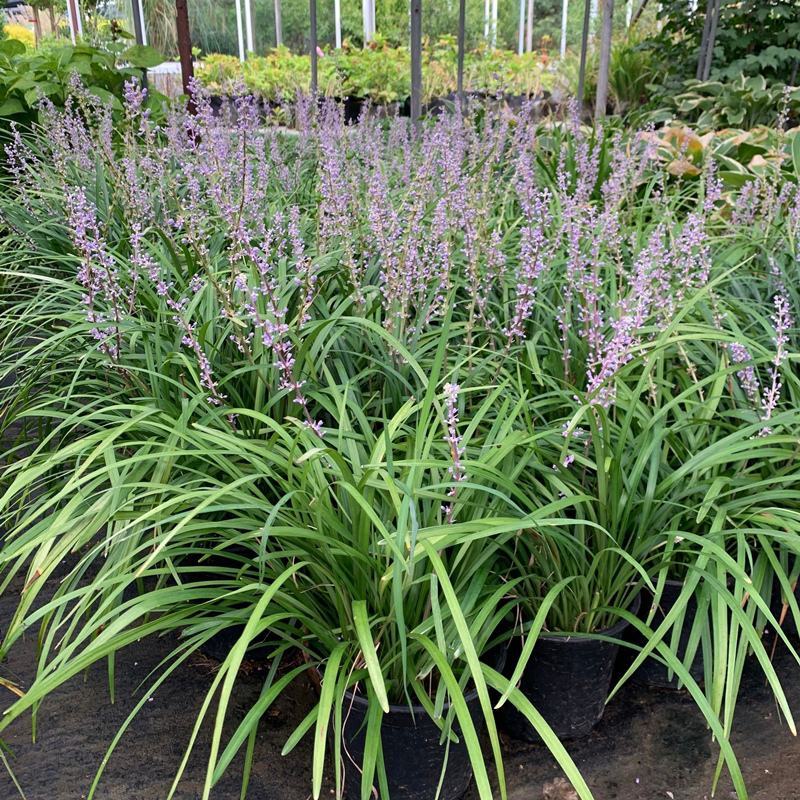 花镜植物兰花三七苗盆栽大苗庭院阳台多年生净化空气地被植物