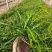 花镜植物兰花三七苗盆栽大苗庭院阳台多年生净化空气地被植物