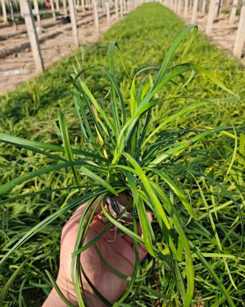 花镜植物兰花三七苗盆栽大苗庭院阳台多年生净化空气地被植物
