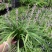 花镜植物兰花三七苗盆栽大苗庭院阳台多年生净化空气地被植物