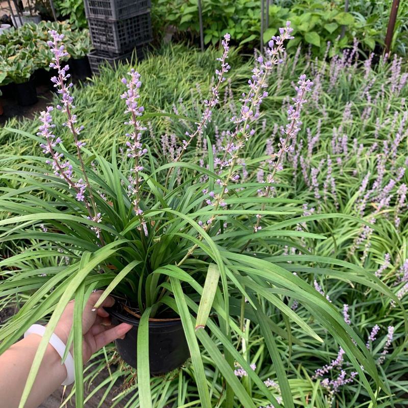 花镜植物兰花三七苗盆栽大苗庭院阳台多年生净化空气地被植物
