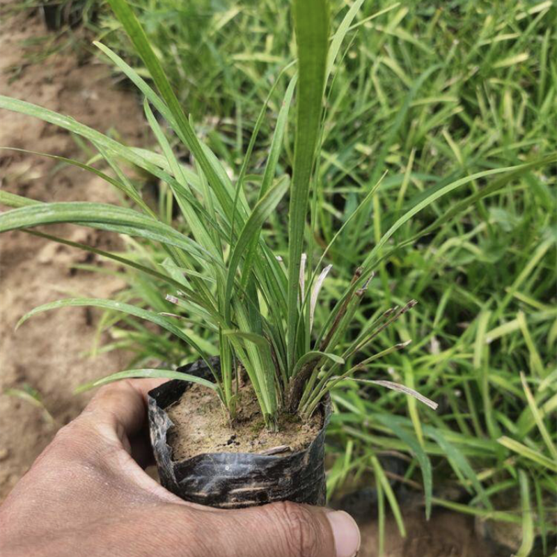 花镜植物兰花三七苗盆栽大苗庭院阳台多年生净化空气地被植物