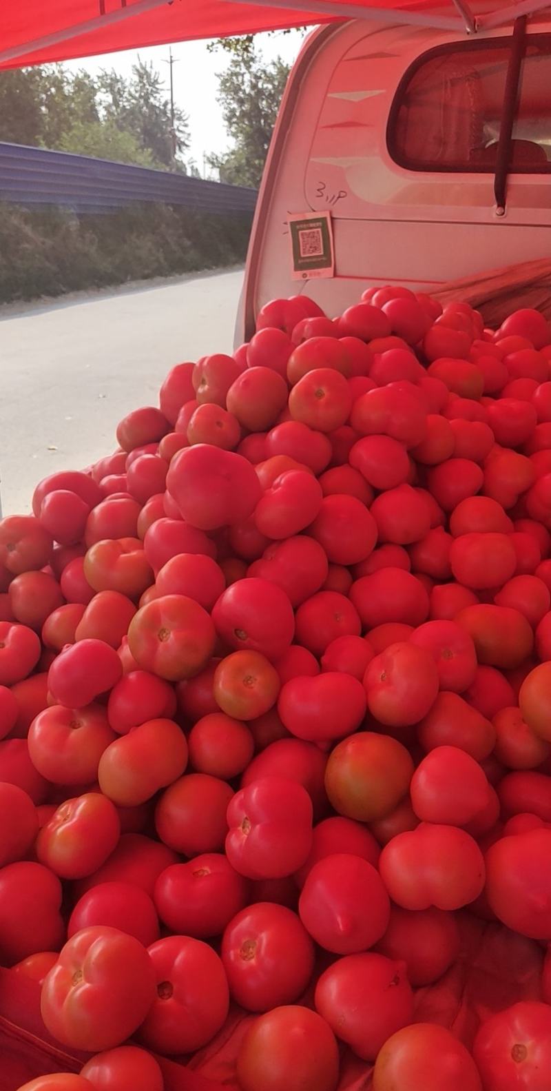 西红柿，洋葱，红皮洋葱
