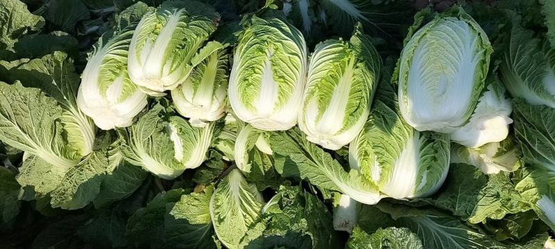 湖北白菜长阳黄心白菜农户自种白菜净菜毛菜入库包装一条龙