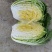 湖北白菜长阳黄心白菜农户自种白菜净菜毛菜入库包装一条龙