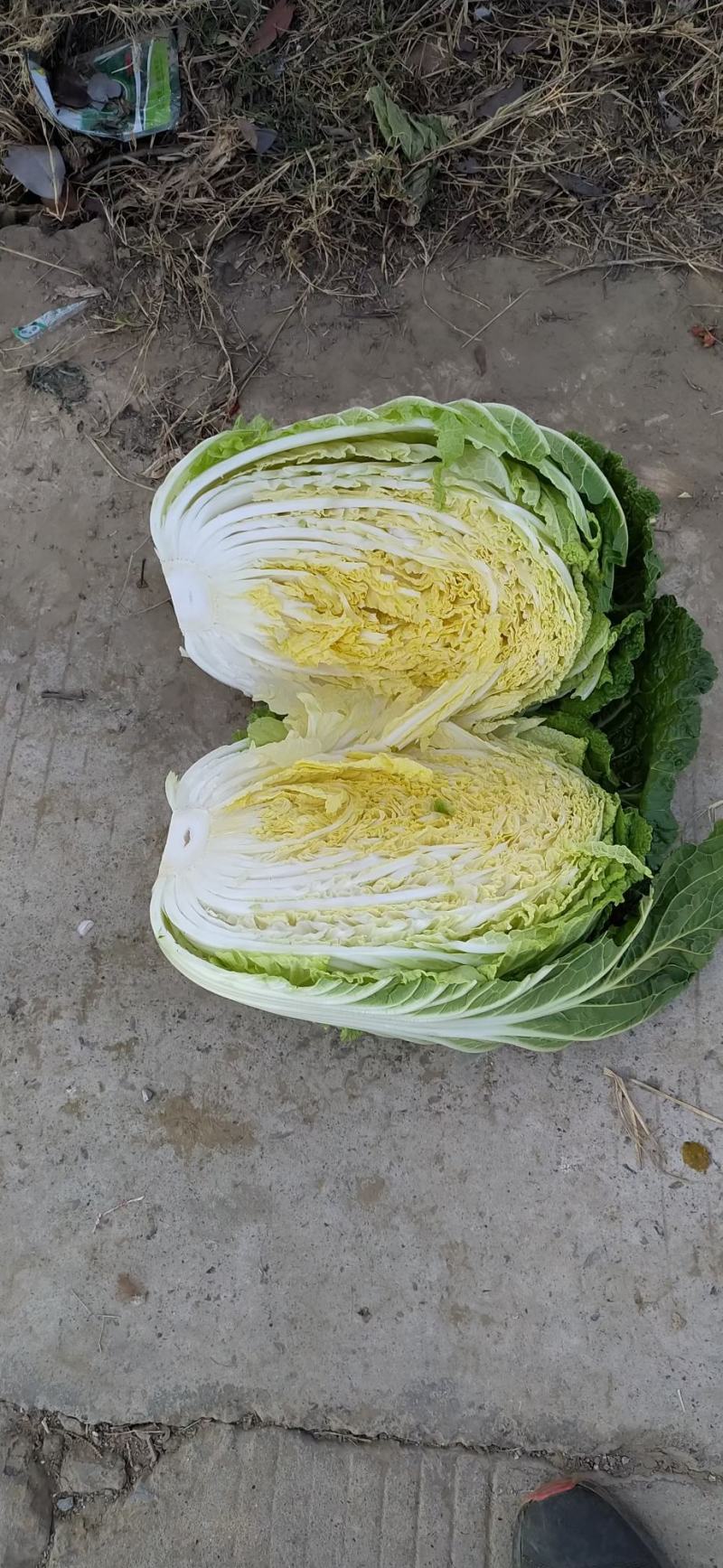 湖北白菜长阳黄心白菜农户自种白菜净菜毛菜入库包装一条龙