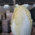 湖北白菜长阳黄心白菜农户自种白菜净菜毛菜入库包装一条龙