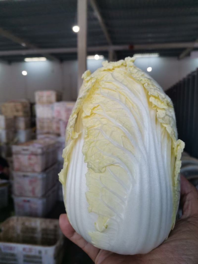 湖北白菜长阳黄心白菜农户自种白菜净菜毛菜入库包装一条龙