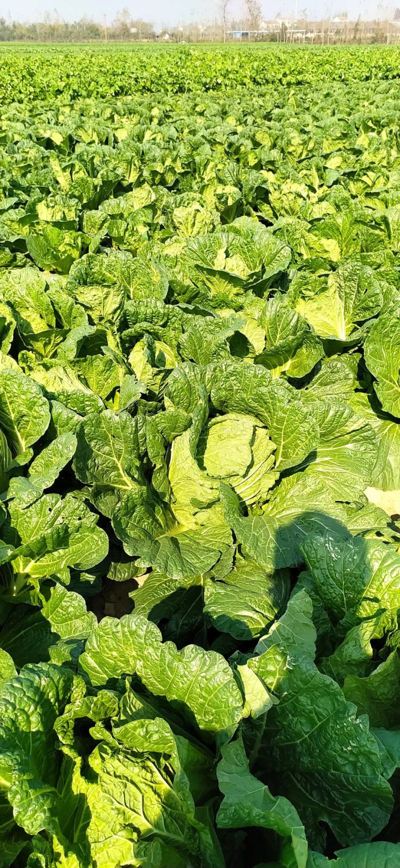 湖北白菜长阳黄心白菜农户自种白菜净菜毛菜入库包装一条龙