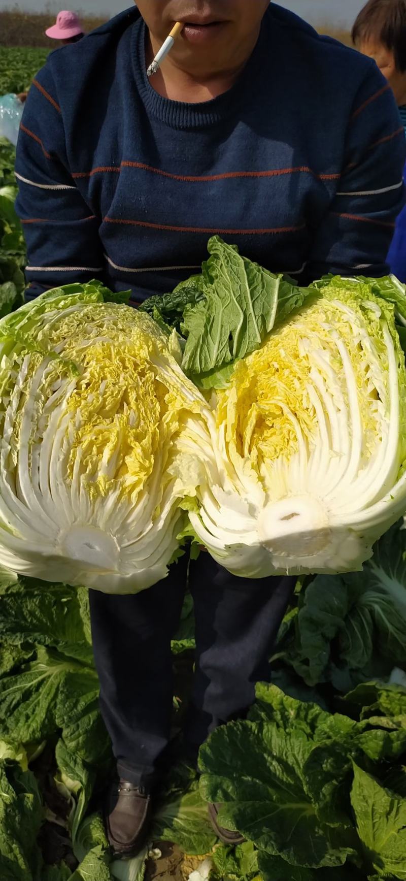 湖北白菜长阳黄心白菜农户自种白菜净菜毛菜入库包装一条龙