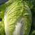 湖北白菜长阳黄心白菜农户自种白菜净菜毛菜入库包装一条龙