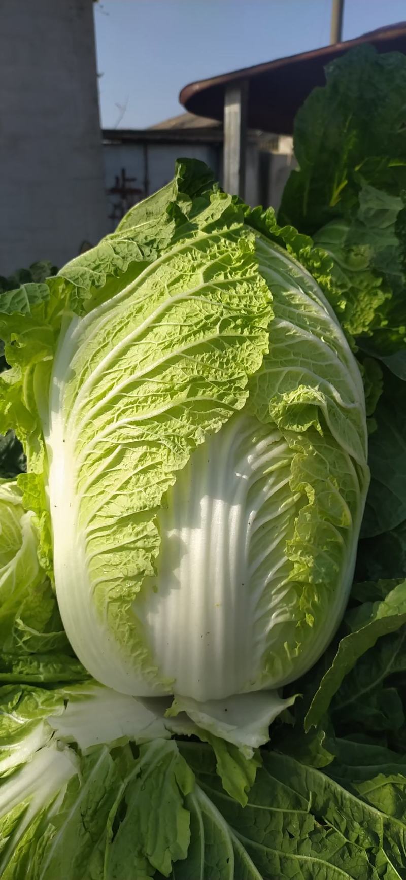 湖北白菜长阳黄心白菜农户自种白菜净菜毛菜入库包装一条龙