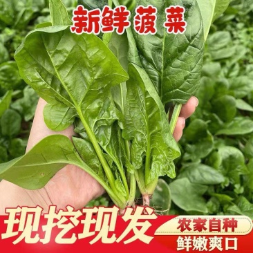 菠菜（产地直供）精品菠菜大棚种植大叶小叶黑叶