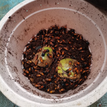 种虫皇竹虫