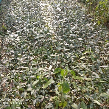 赤皮青冈